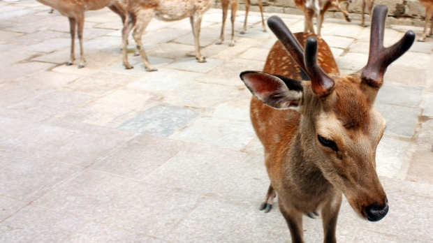 One of soooo many deers in Nara Park